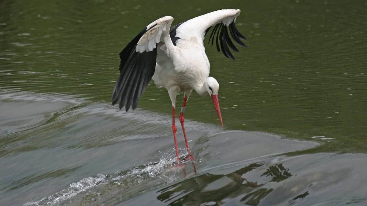 Storch in Dörzbach auf Wohnmobiltour durch Hohenlohe