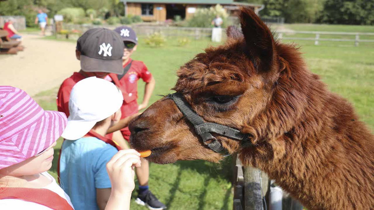Besuch im Westküstenpark in St. Peter-Ording beim Camping mit Kindern an der Nordsee