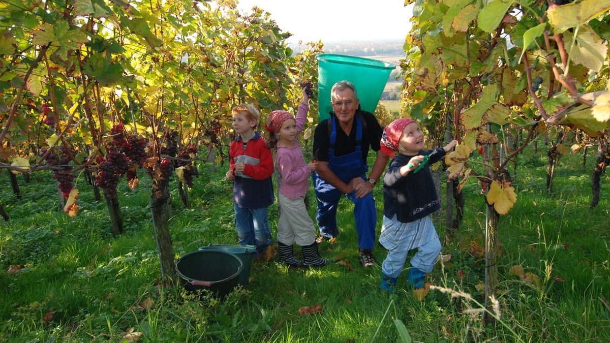 Winzer beim Herbsten an der Badische Weinstrasse