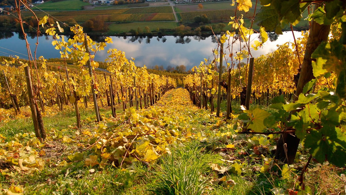 Camping an der Mosel mit Blick auf die Weinberge