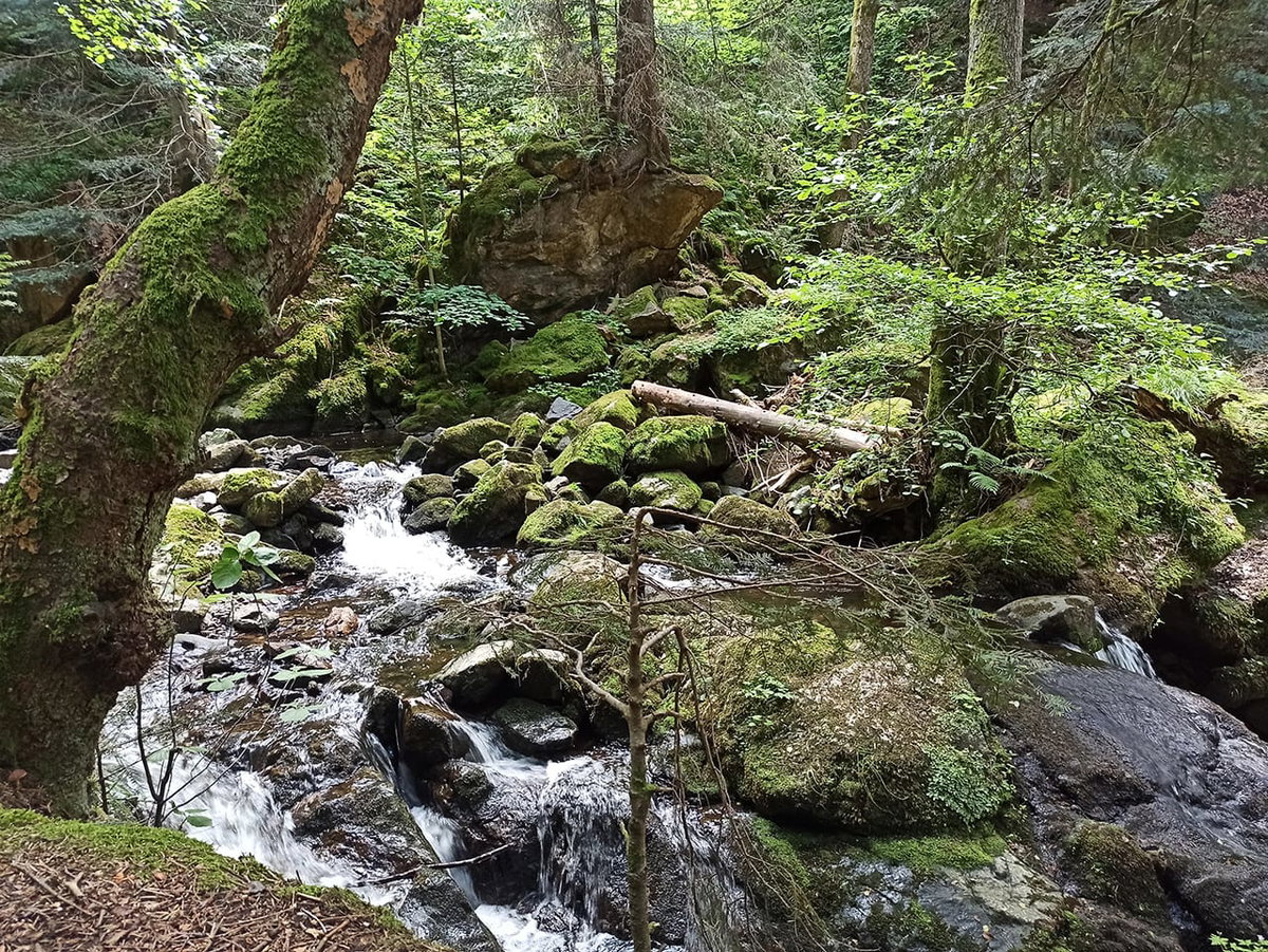Die Natur im Südschwarzwald beim Camping im Schwarzwald