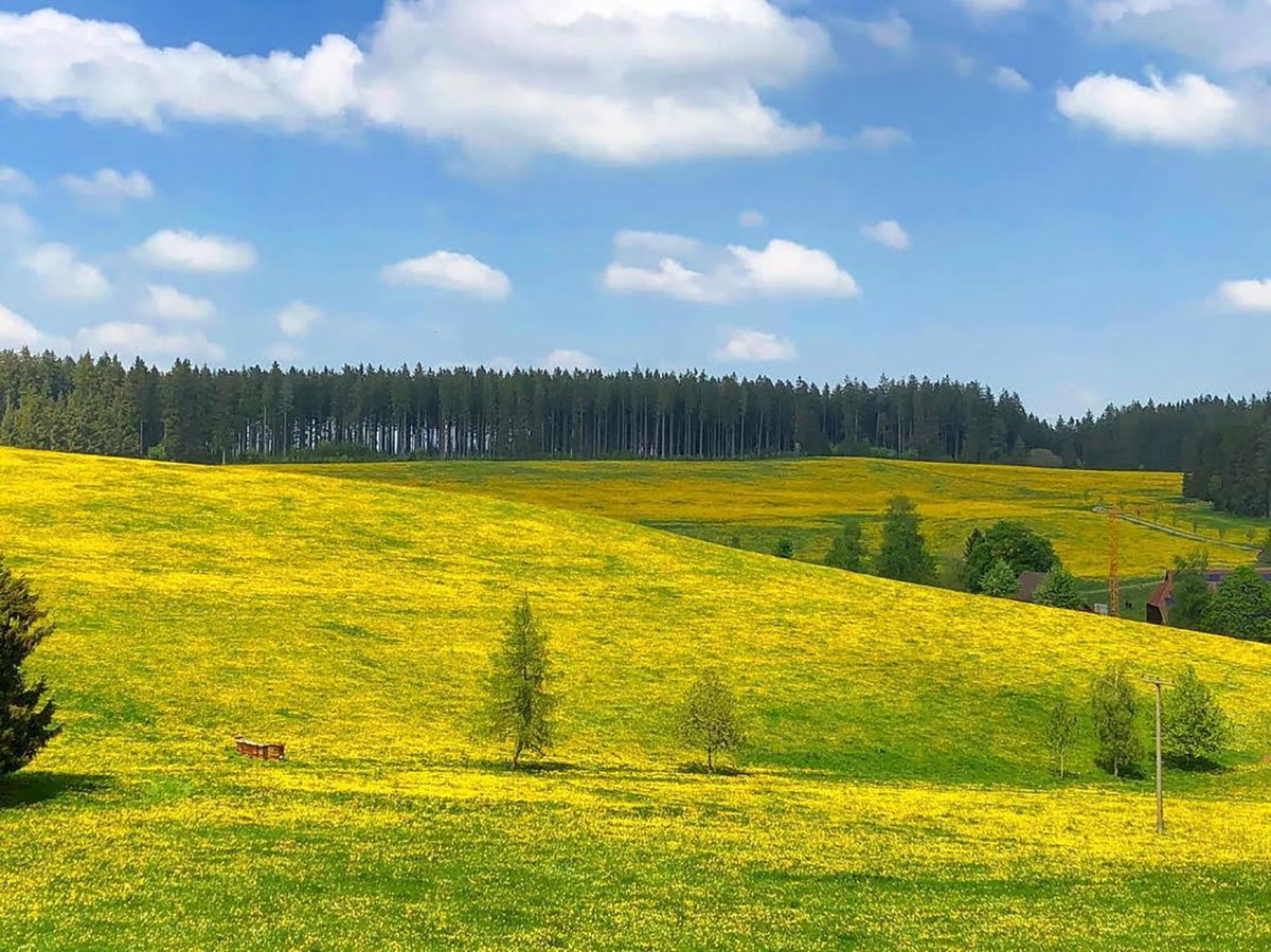 Blühende Natur beim Camping im Schwarzwald