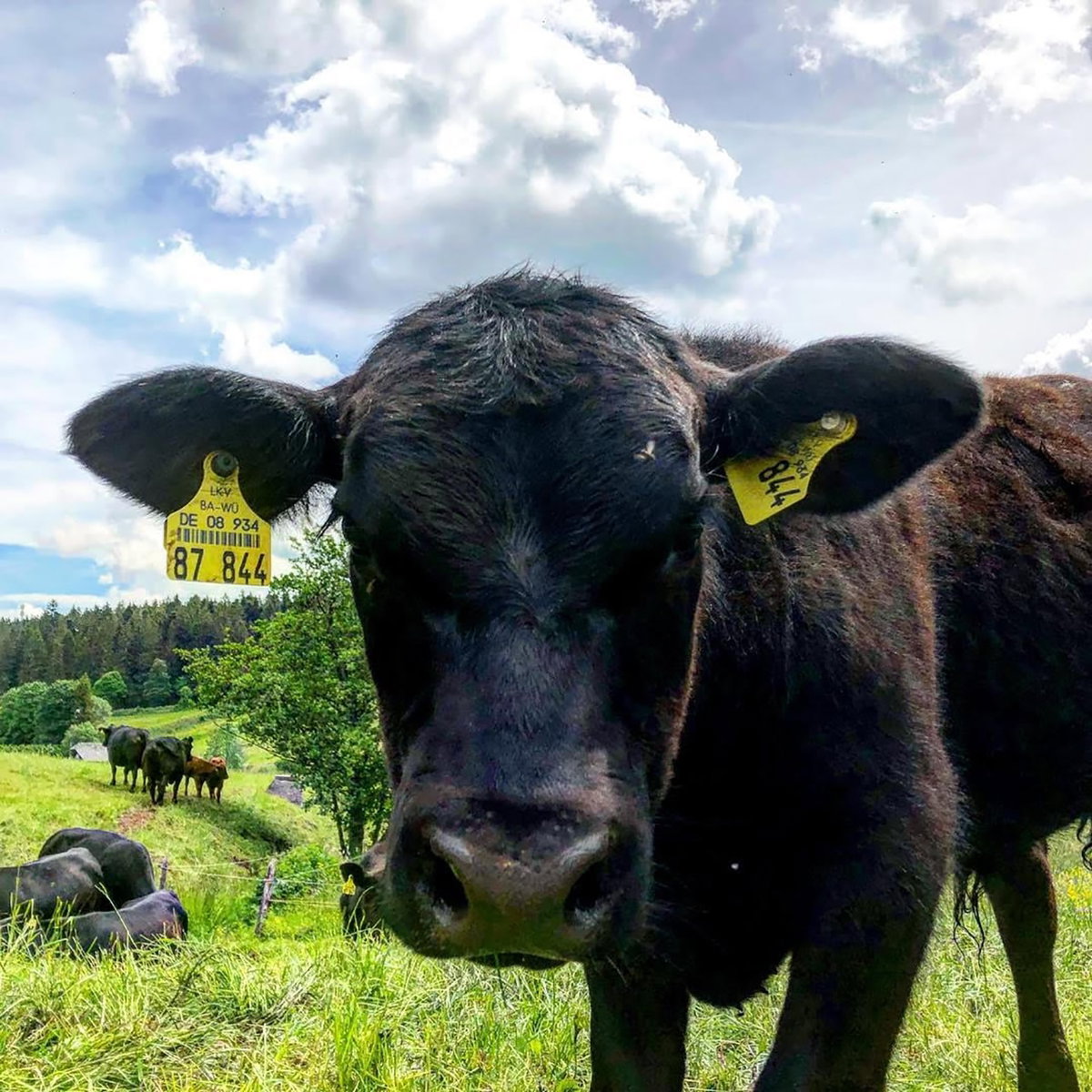 Eine Kuh beim Ausflug im Schwarzwald