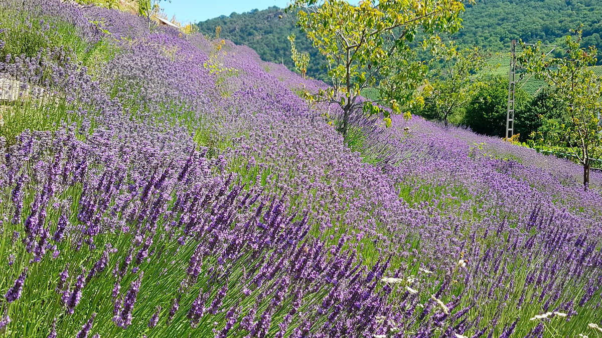 Lavendelfeld an der Moselweinstrasse in Deutschland