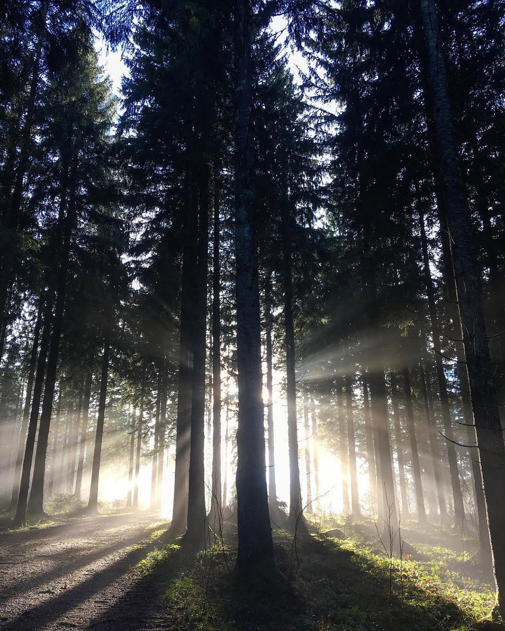Sonne im Wald beim Camping im Schwarzwald