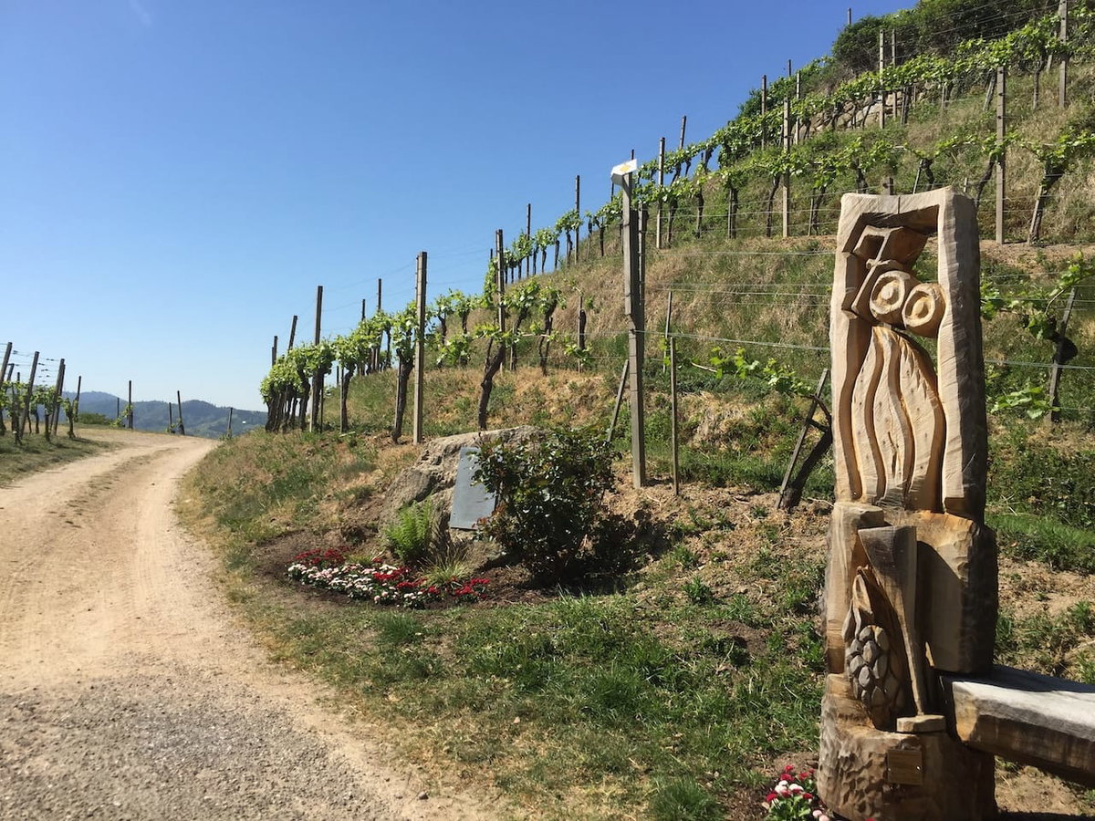 Wein-Landschaft zum Radfahren und Camping am Oberrhein