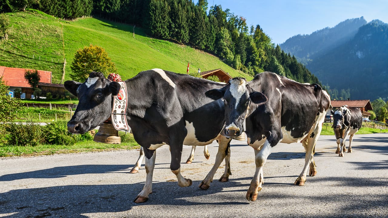 Verkehrsregeln in der Schweiz: Tempolimit, Autobahngebühren, Besonderheiten für Autofahrer und Camper