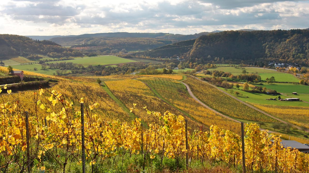 Weinberge an der Saar Riesling Strasse - Christiane Heinen Mosellandtouristik