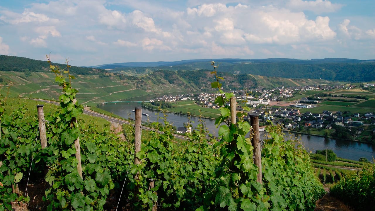 Erlebe eine Genussreise auf den Deutschen Weinstraßen