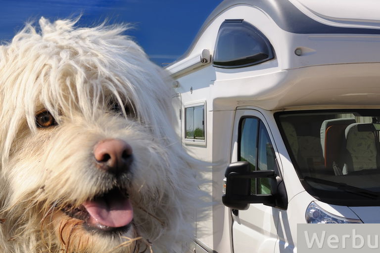 Wohnmobil mieten mit Hund – das musst du beim ersten Mal wissen