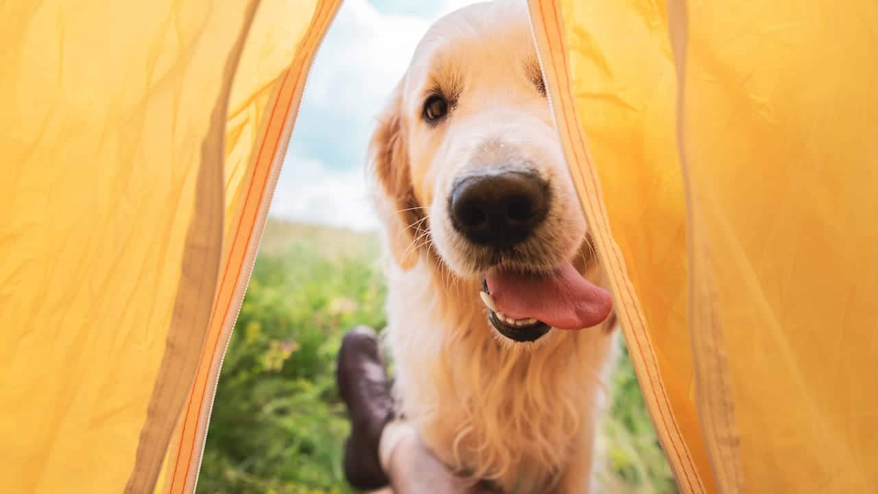 Camping mit Hund - 5 hundefreundliche Top-Campingplätze in Österreich