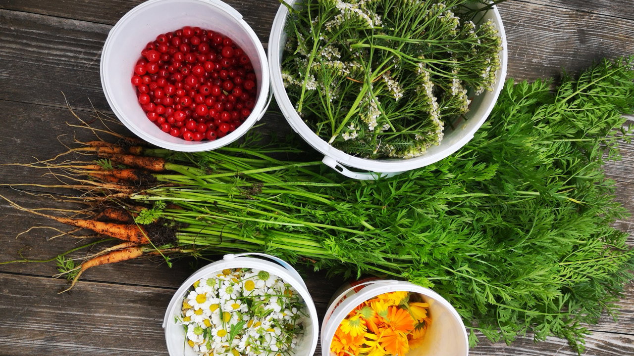 Gesundes Camping-Essen: DIY Trocknen, Dörren und Backen statt Dosenfutter