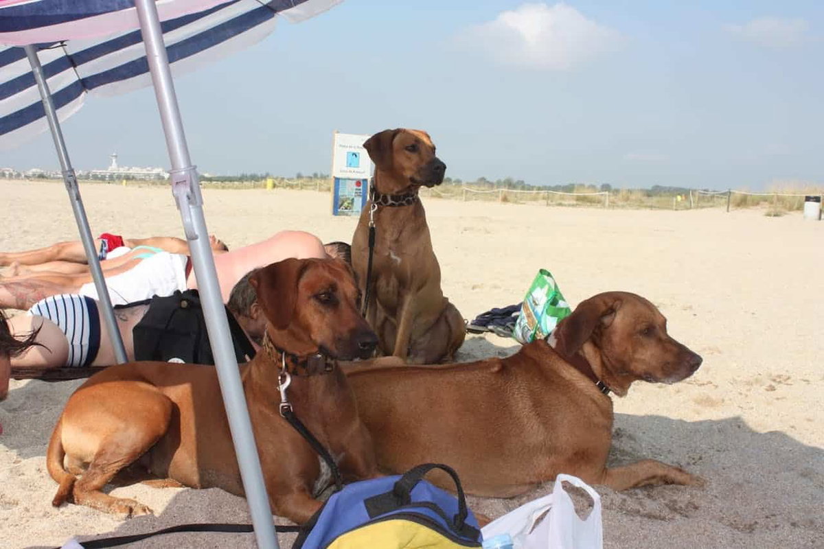 Camping mit Hund in Europa im Camping Castell del Mar