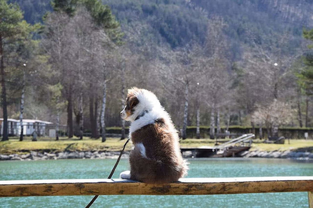 Camping mit Hund in Europa auf dem Campingplatz Rosendal Roz