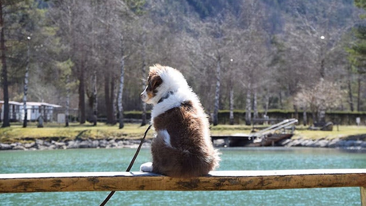 Camping mit Hund in Europa: Hundefreundliche Campingplätze und Ausflüge