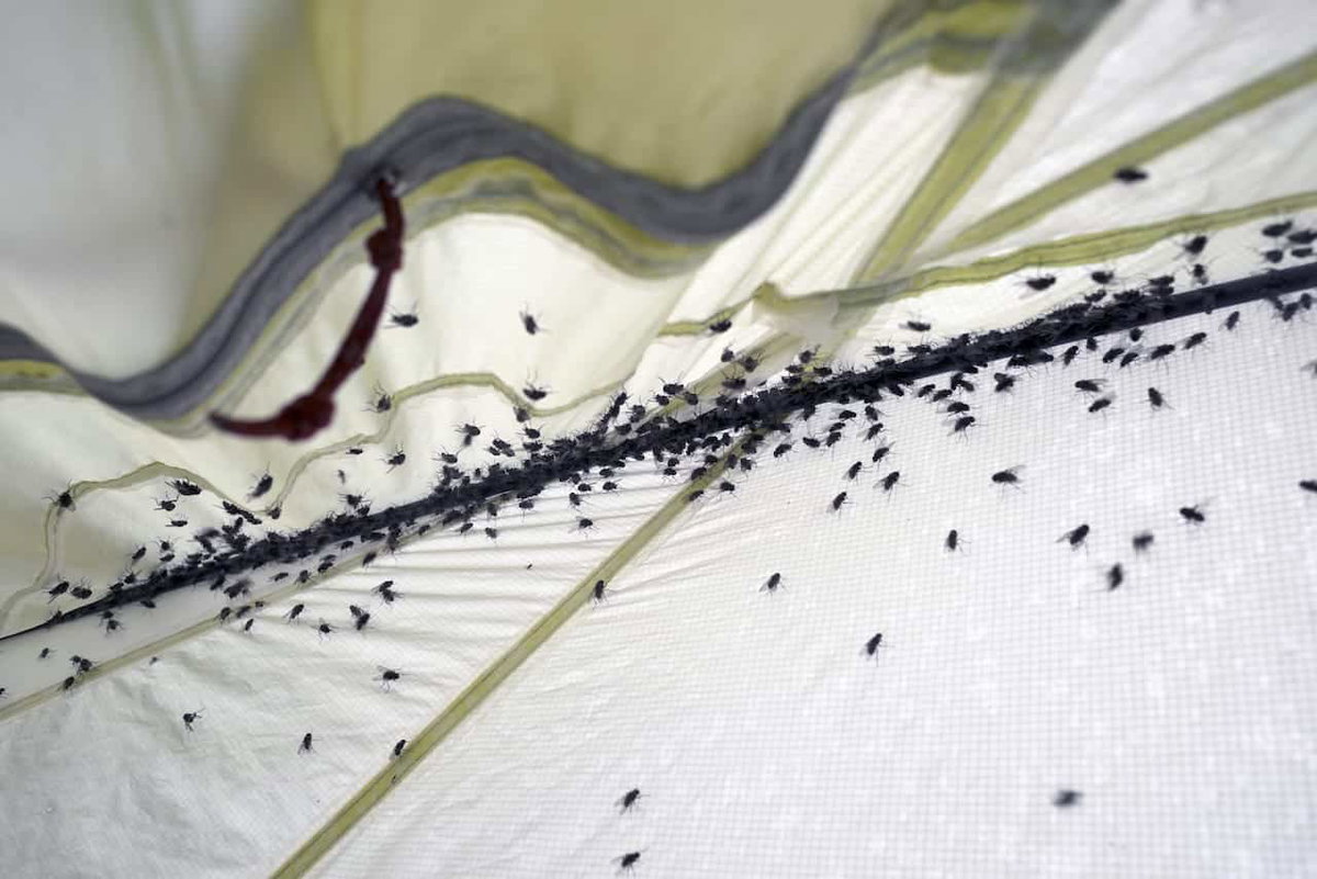 Insekten als Camping Mythen