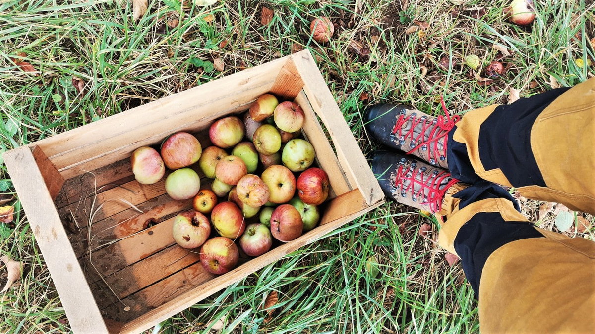 Äpfel für Apfelmus als DIY Einkochen und Einlegen beim Camping