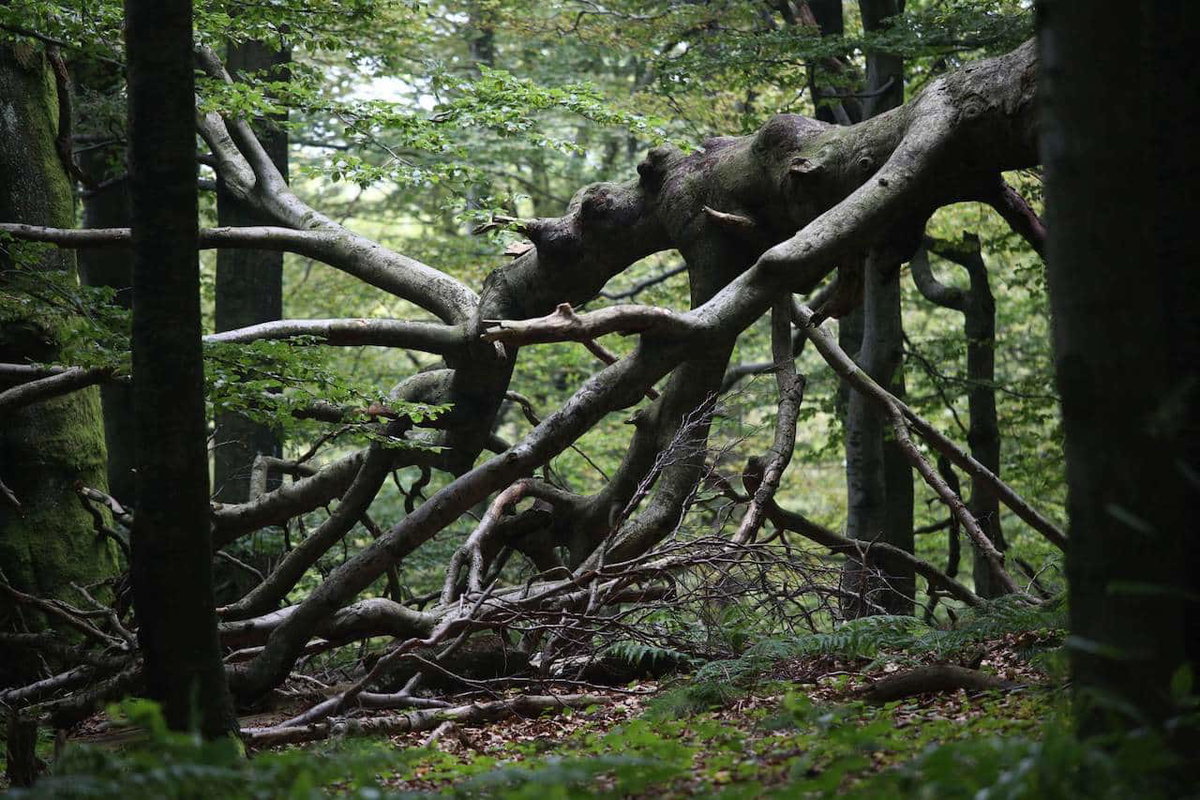 Blick in den Wald in Vogelsberg bei einer Campingtour