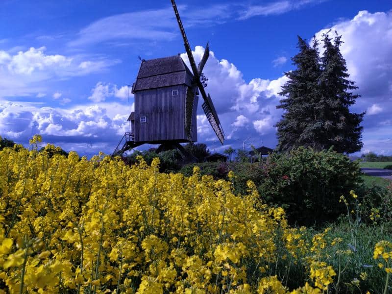 Bockwindmühle in Zierau