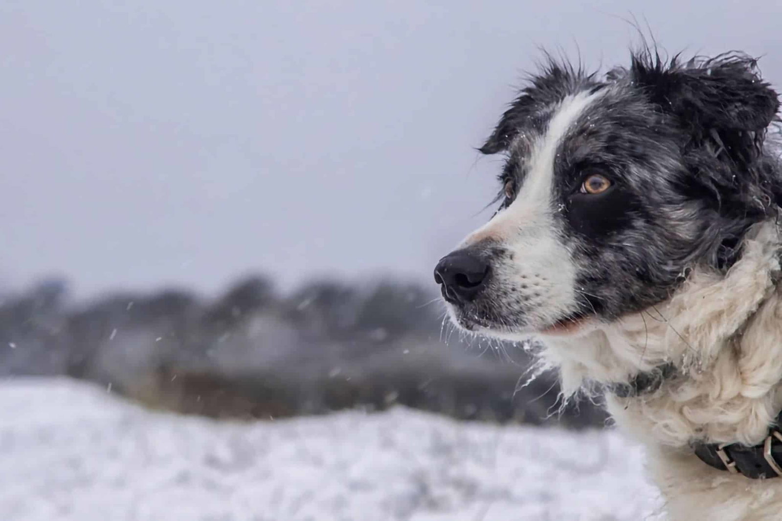 Wintercamping mit Hund: Tipps, Ausrüstung und Reiseziele für Camping im Schnee