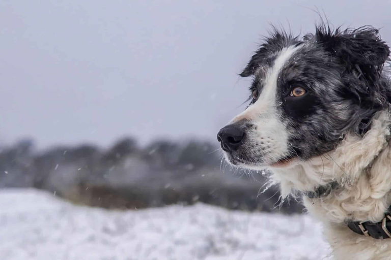 Wintercamping mit Hund: Tipps, Ausrüstung und Reiseziele für Camping im Schnee