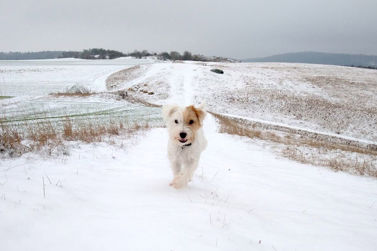 Hund Schnee Wintercamping