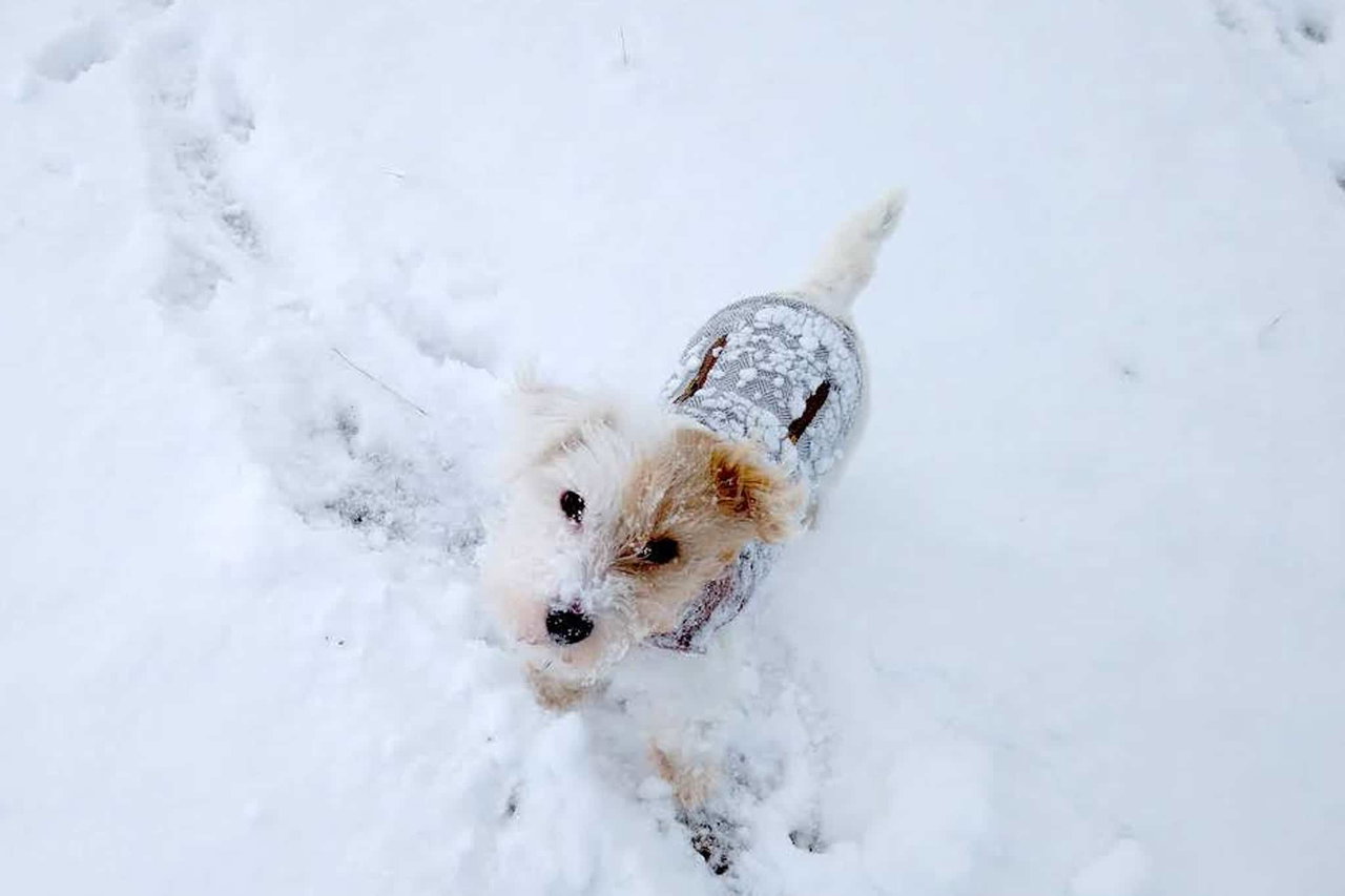 Hund Schnee Wintercamping Wintermantel Hundemantel Schnee