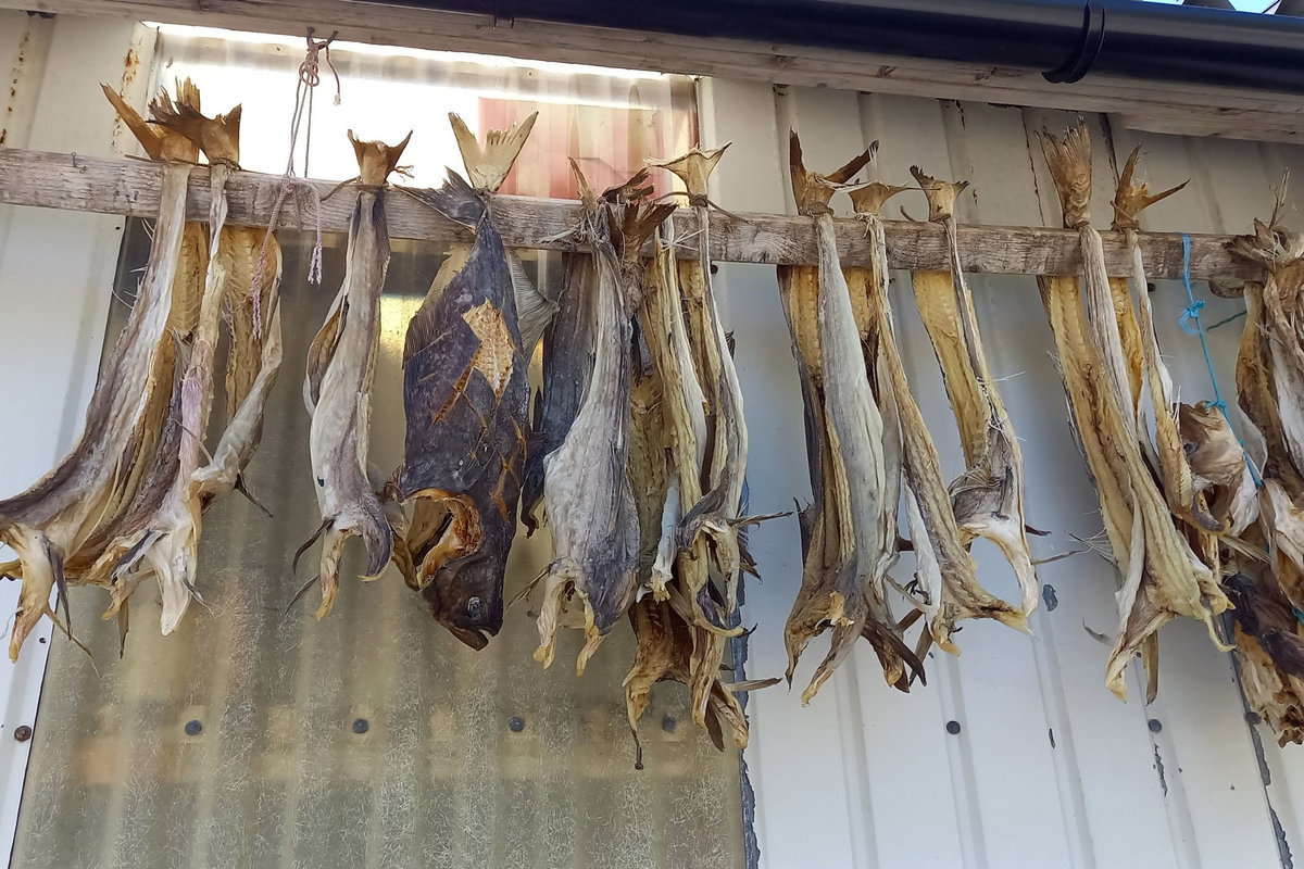 Lofoten Stockfisch