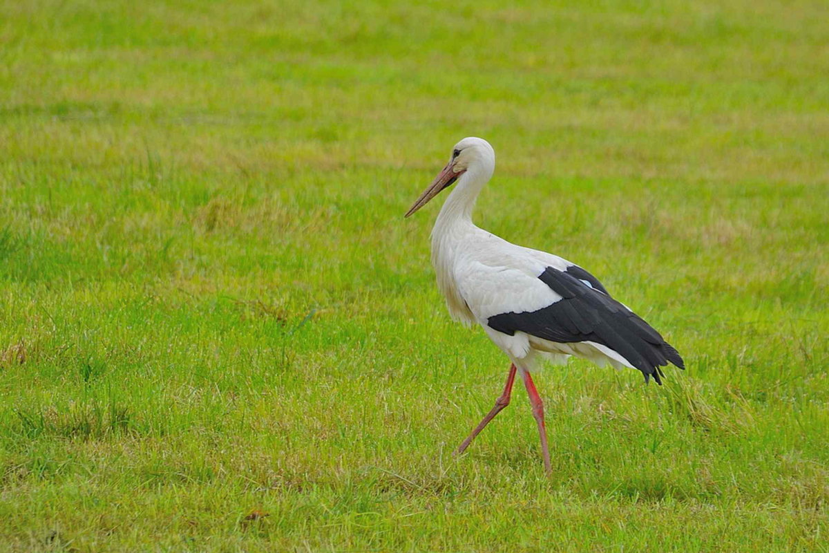 Wohnmobil Reisebericht Dombes Vogelarten - Kein seltenes Bild: ein Storch im Parque aux Oiseaux © Hubert Hunscheidt