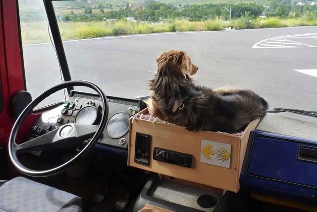Das erste Mal Camping mit Hund: Was du beachten solltest