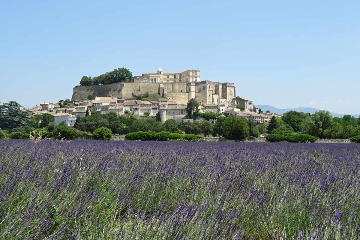 Die Lavendelblüte ist ein wahrer Genuss für alle Sinne, hier in der nördlich an die Provence angrenzenden Region Auvergne-Rhône-Alpes, Grignan.
