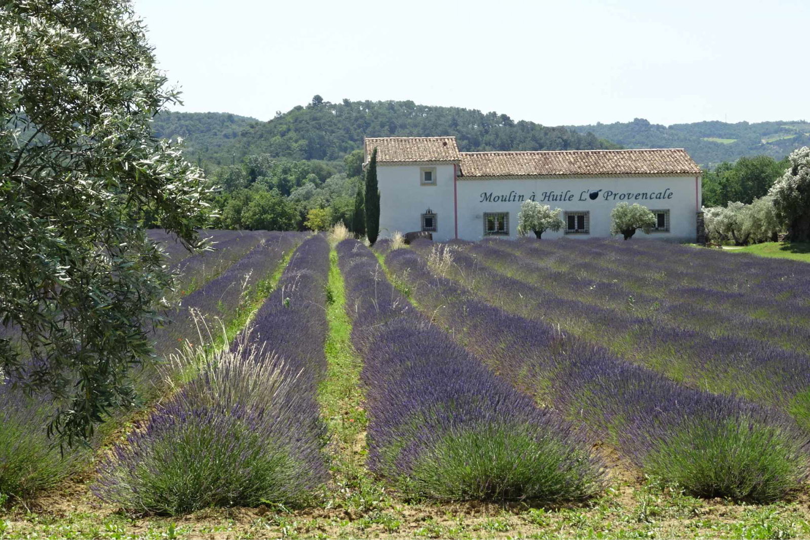 Sehnsuchtsziel Provence: Faszinierende Landschaften und endlos weite Lavendelfelder mit dem Camper entdecken + Campingplatz-Tipps
