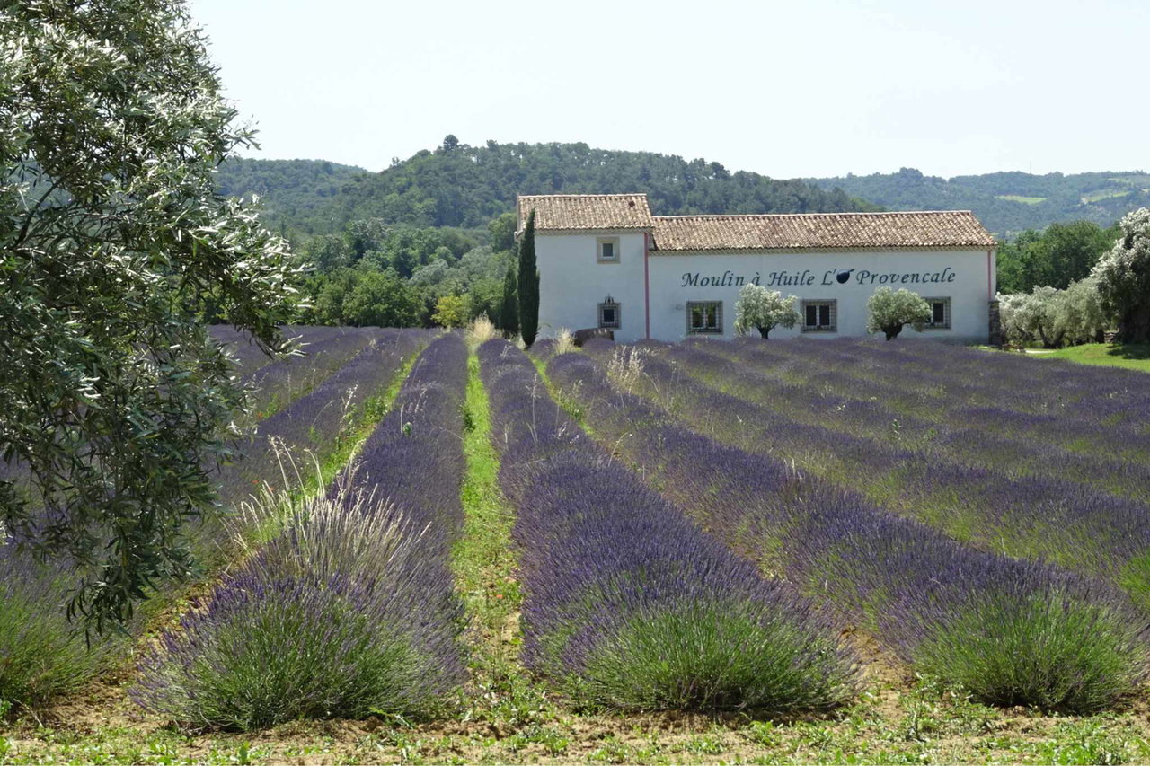 Provence Wohnmobil Tour Lavendelfelder