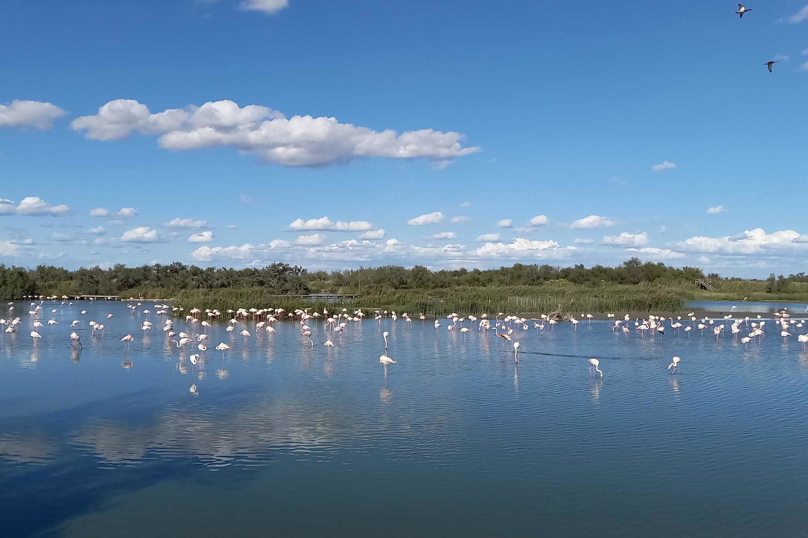 De Camargue: een natuurparadijs voor kampeerliefhebbers in een uitgestrekt, ongerept landschap. Tips voor de pitch