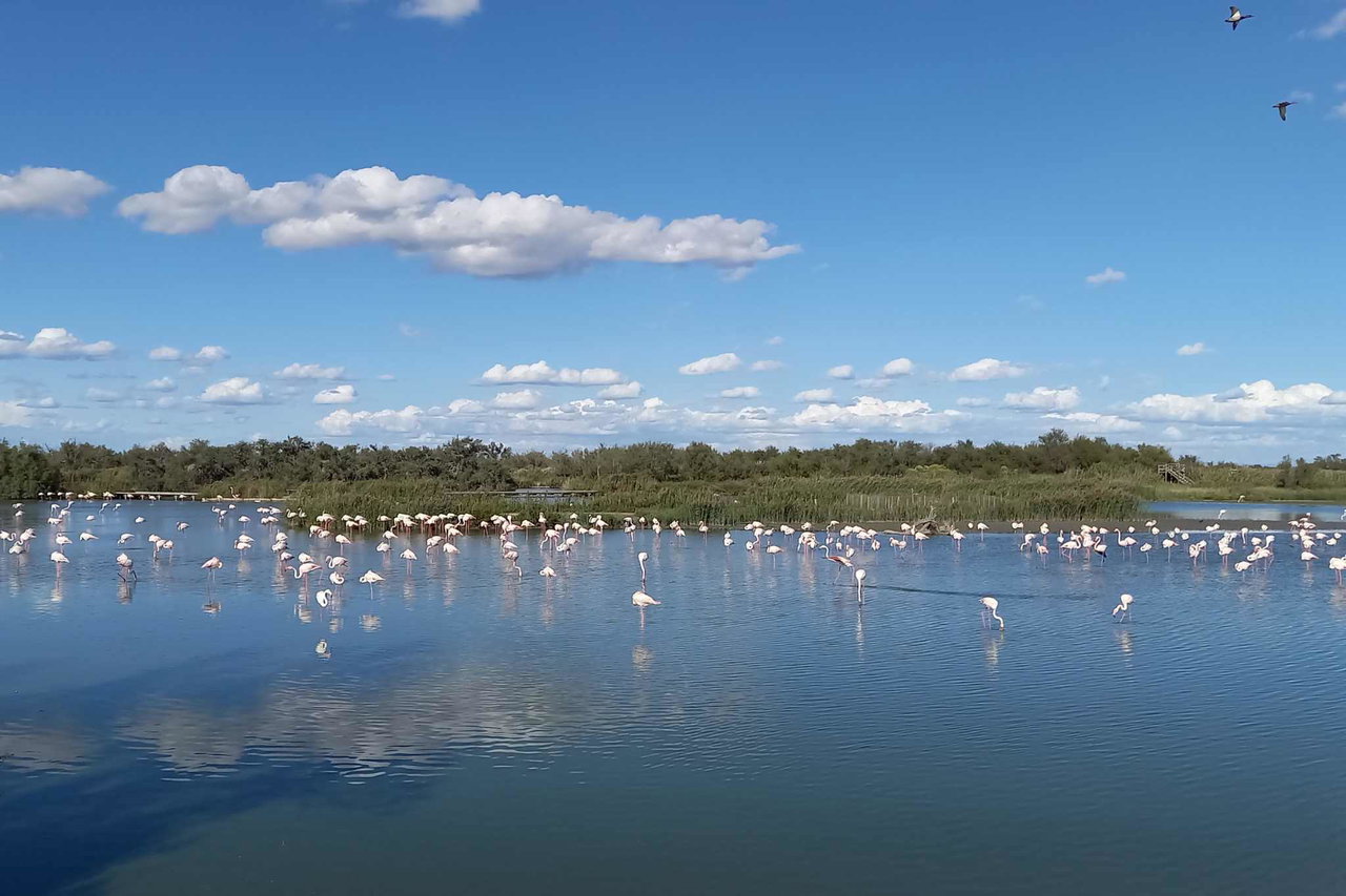 Die Camargue: Naturparadies für Campingfreunde in weiter, unberührter Landschaft inkl. Stellplatztipps