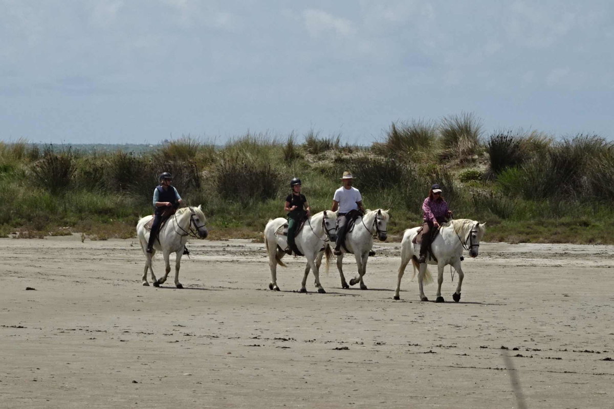 Camargue Camping - Pferde