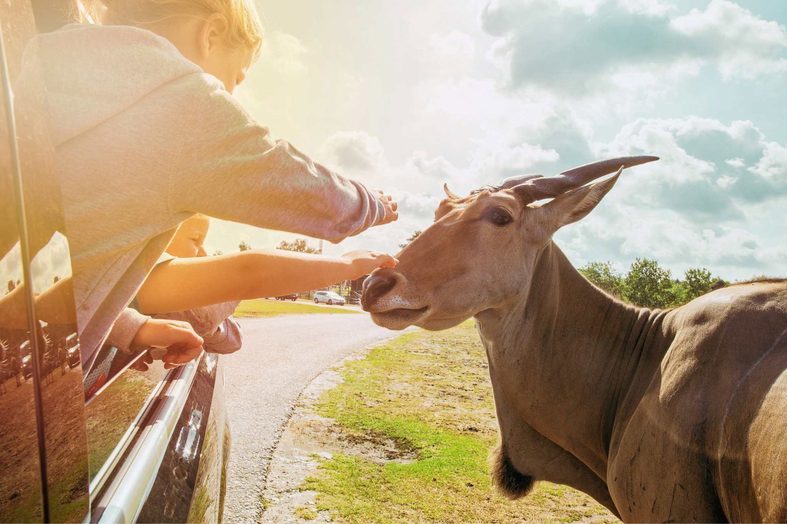 Wildlife, Camping, Abenteuer: Safariparks und besondere Tierparks – mit Stellplatztipps 