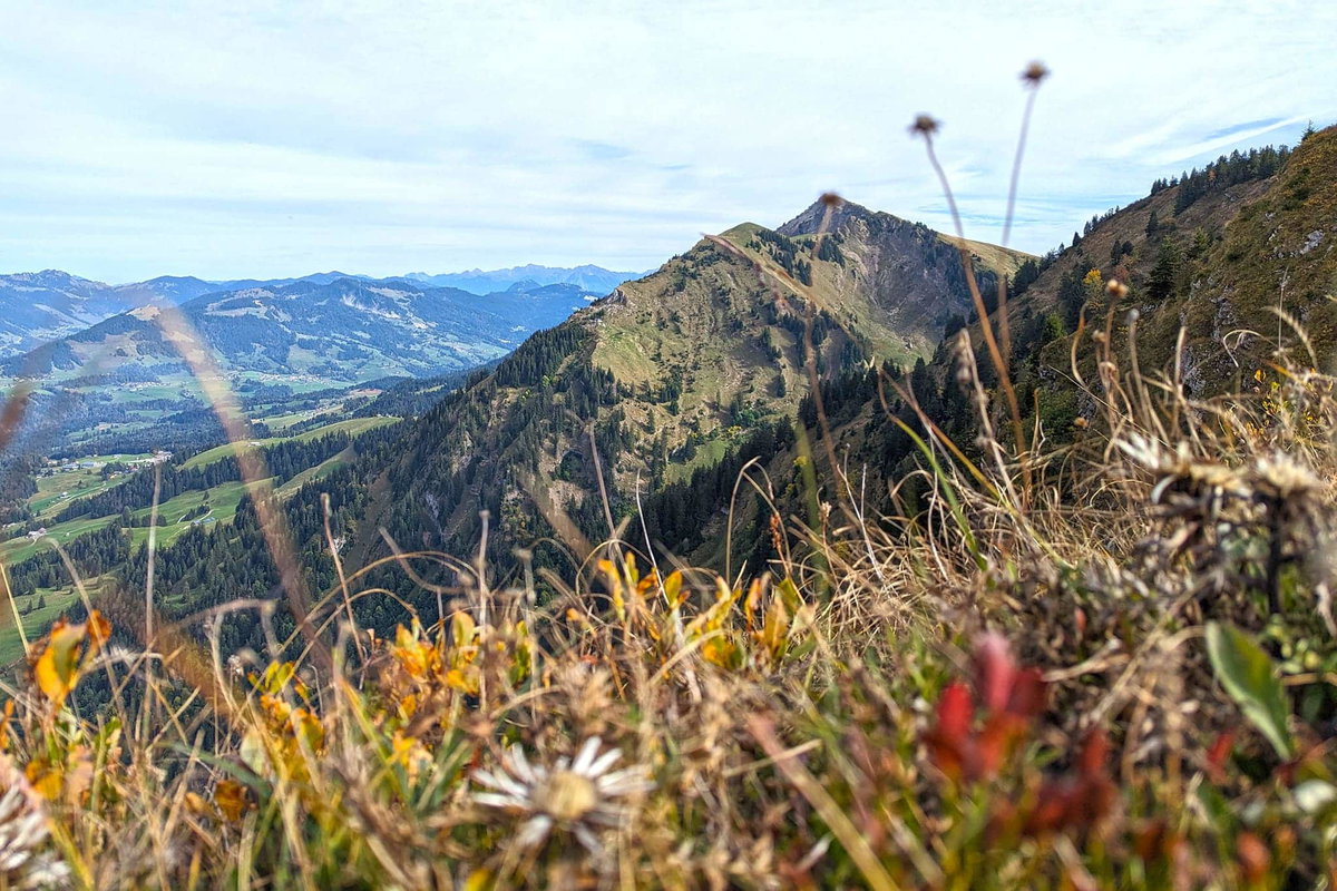 Alpenlandschaft mit Bergpflanzen