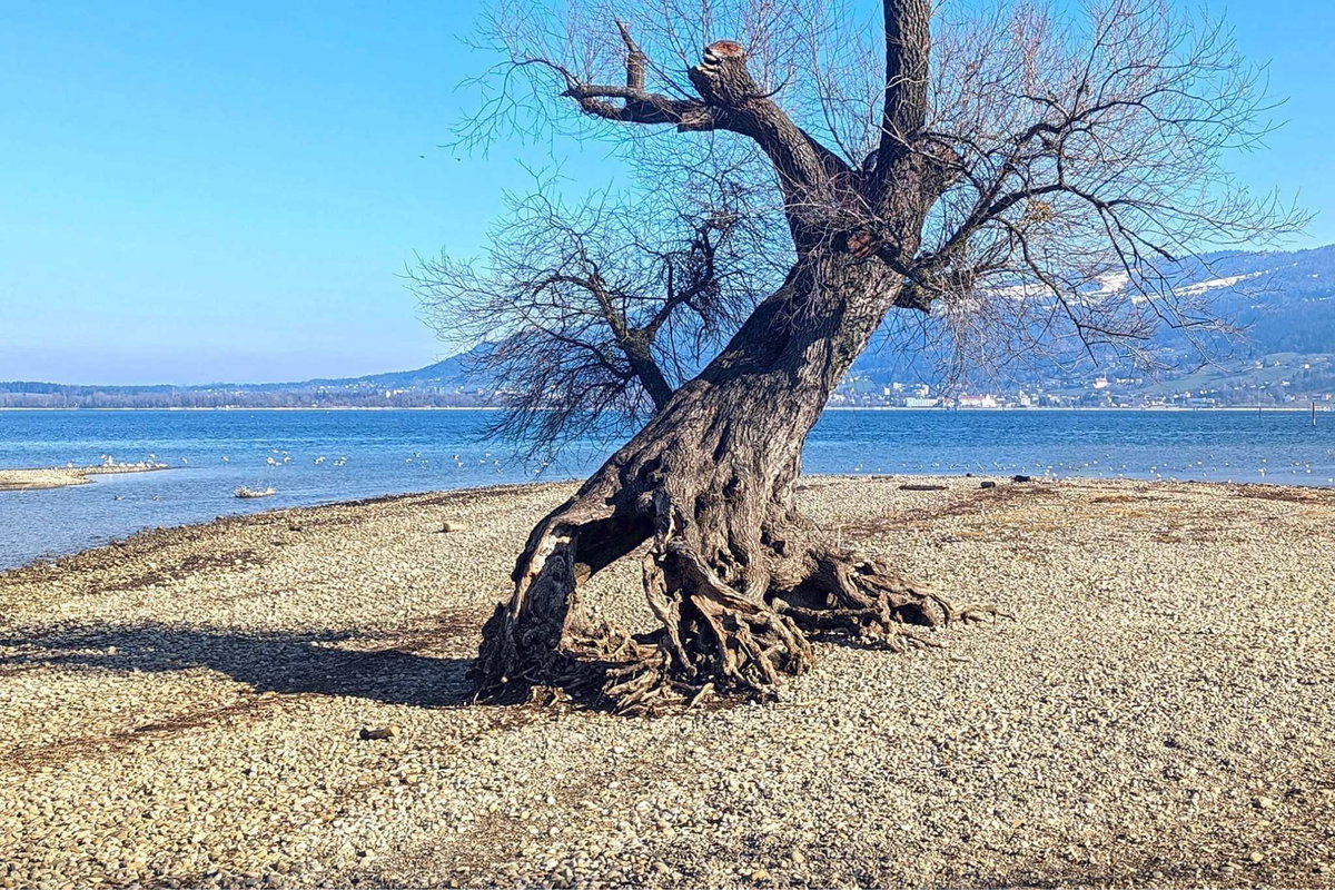 knorriger Baum am Strand