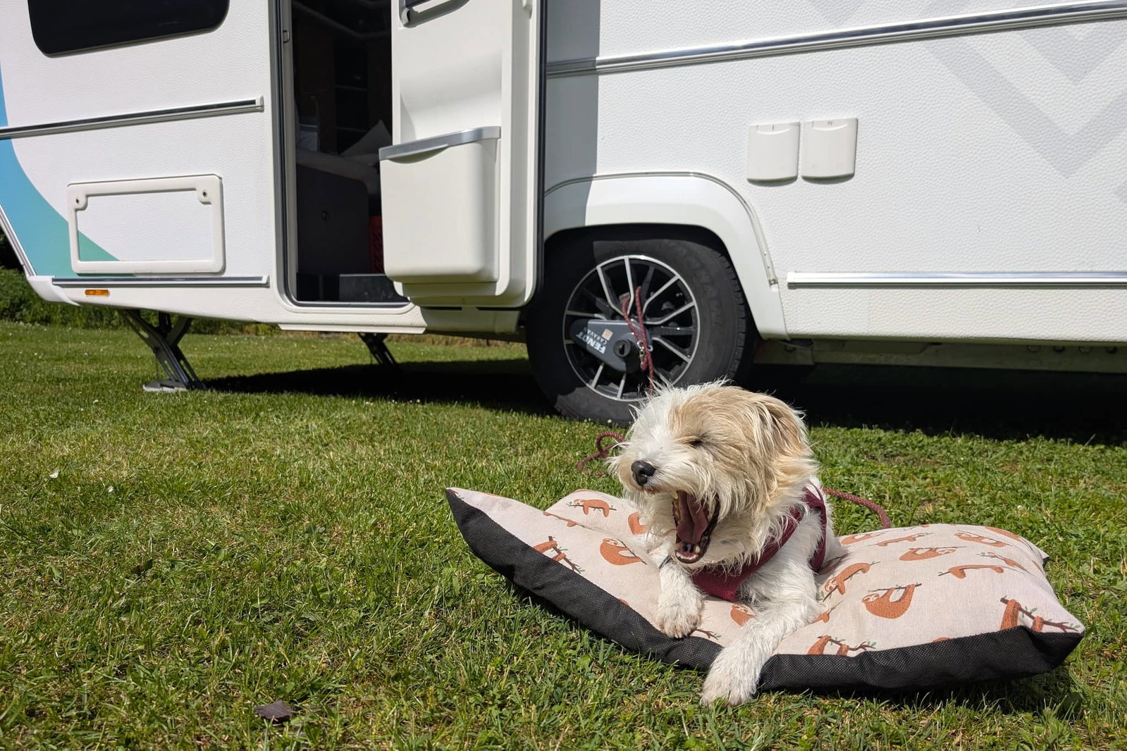 Campingurlaub mit Hund: Was vor Auslandsreisen wichtig ist