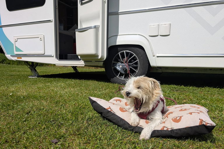 Campingurlaub mit Hund: Was vor Auslandsreisen wichtig ist