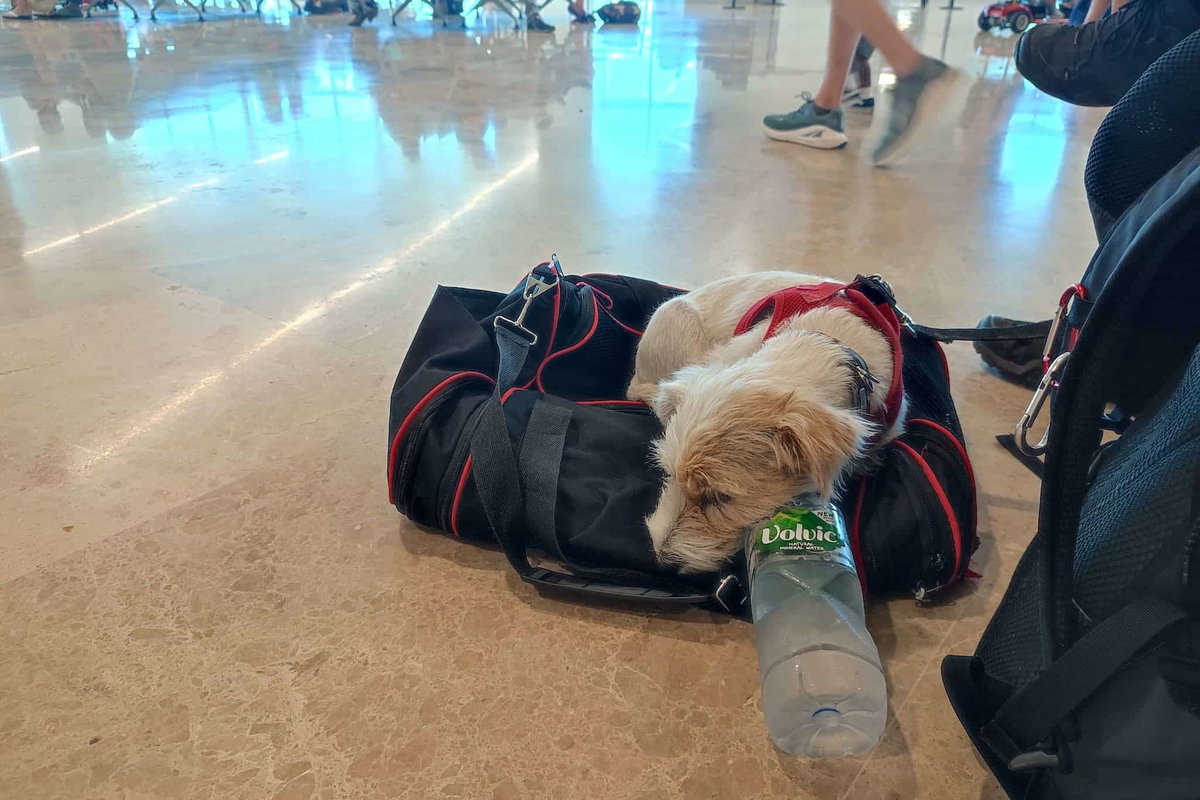 Hund in Transporttasche im Flugzeug