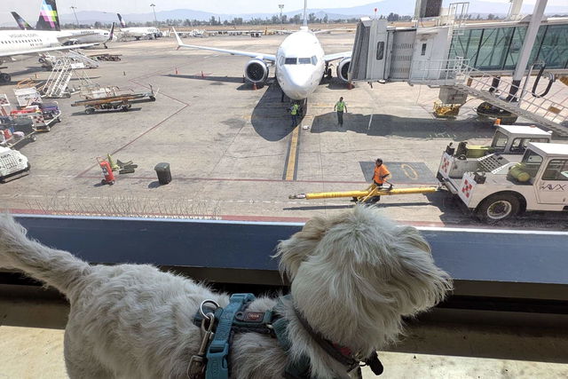 Fliegen mit Hund: Der ultimative Ratgeber für stressfreie Flugreisen mit deinem Vierbeiner