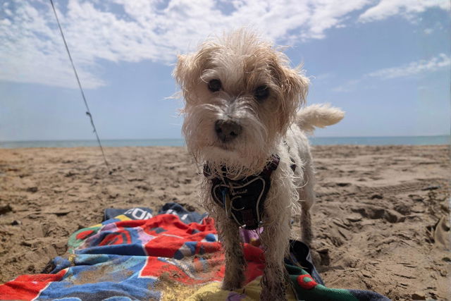 Camping mit Hund in Holland: 13 hundefreundliche Top-Campingplätze in den Niederlanden