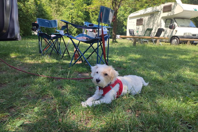Camping mit Hund: Das sind die 3 hundefreundlichsten Campingplätze Deutschlands 