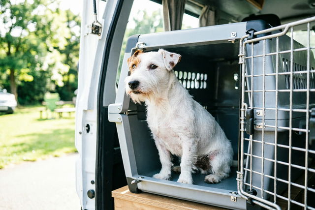 Hund im Wohnmobil: Bis zu 75 Euro Bußgeld bei fehlender Sicherung